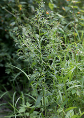 Epilobium glandulosum