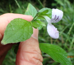 Hypoestes triflora