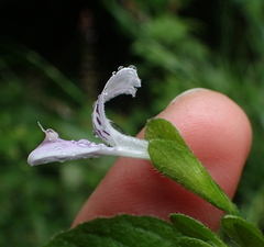 Hypoestes triflora