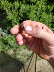 Spectralia cuprescens
