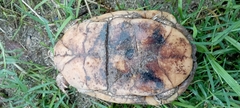 Terrapene nelsoni nelsoni