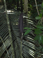 Dracontium spruceanum