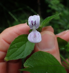 Hypoestes triflora