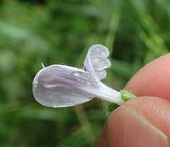Hypoestes triflora