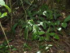 Dracontium spruceanum