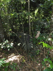 Dracontium spruceanum