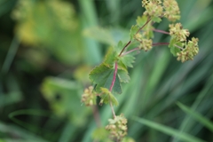 Alchemilla subcrenata