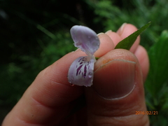 Hypoestes triflora