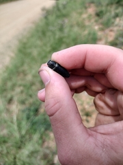 Hippomelas planicauda