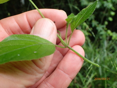 Hypoestes triflora