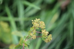 Alchemilla subcrenata