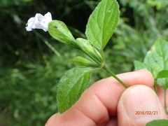 Hypoestes triflora