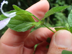 Hypoestes triflora