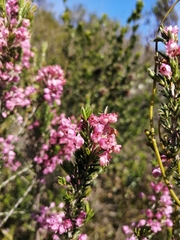 Erica irregularis