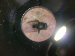 Diptera