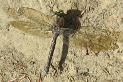 Aeshna subarctica