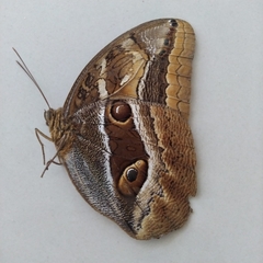 Caligopsis seleucida