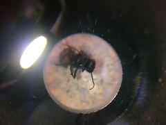 Diptera