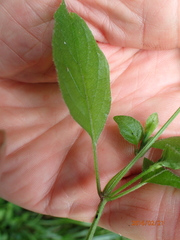 Hypoestes triflora