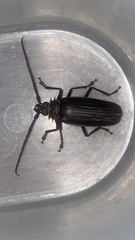 Derobrachus inaequalis