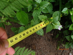 Hypoestes triflora