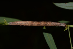 Hemeroplanis scopulepes