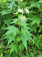 Ripariosida hermaphrodita