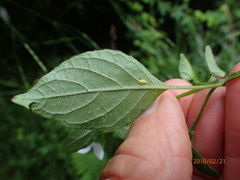 Hypoestes triflora