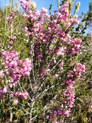 Erica irregularis