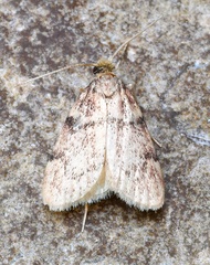 Acallis alticolalis