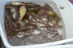 Zoarcidae
