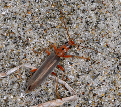 Copidita quadrimaculata