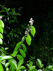 Securidaca paniculata