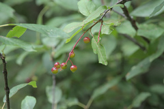 Prunus virginiana