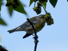Setophaga americana image