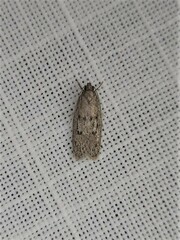 Acantholena siccella
