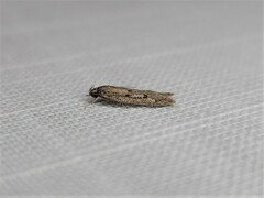 Acantholena siccella