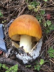 Amanita basii