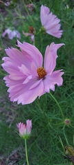 Cosmos
