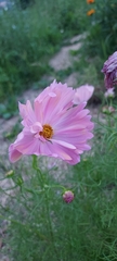 Cosmos