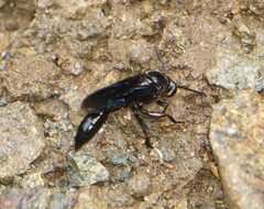 Trypoxylon lactitarse