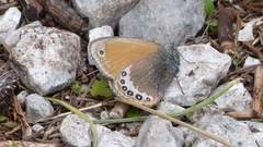 Coenonympha gardetta