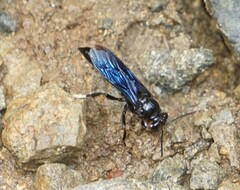 Trypoxylon lactitarse