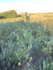 Thalictrum squarrosum