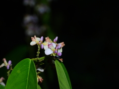 Securidaca paniculata