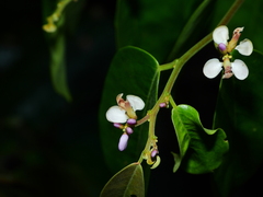 Securidaca paniculata