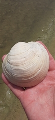 Pegophysema schrammi