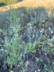 Thalictrum squarrosum