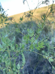 Thalictrum squarrosum
