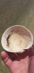 Pegophysema schrammi